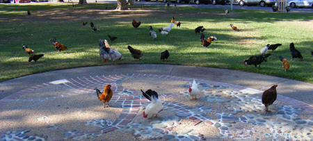 FO Chicken town square