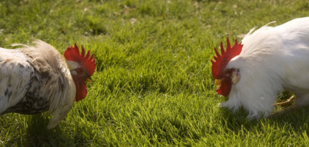 Rooster Duel
