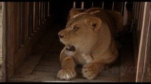 Secondhand lions - lion