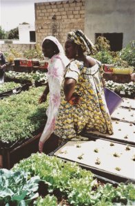 Rooftop garden, Senegal, CC-by-2.0
