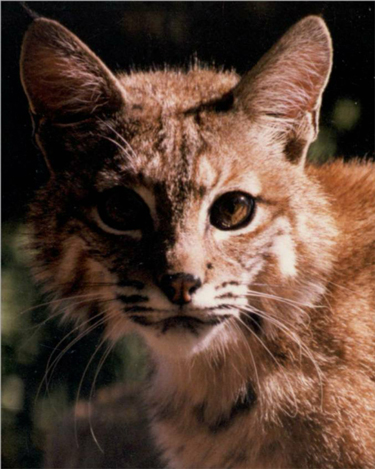 Aiko the bobcat, Folsom City Zoo Sanctuary - M. Mussell