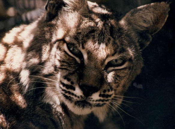 Bobcat, Folsom City Zoo Sanctuary - M.Mussell