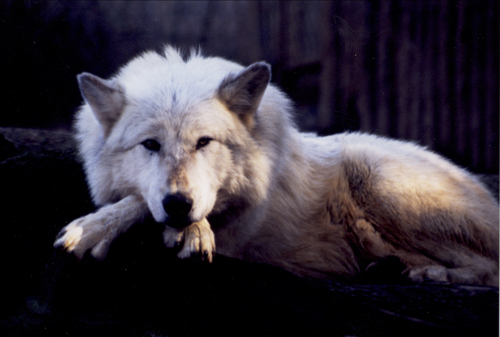 Sage the wolf, Folsom City Zoo Sanctuary - M. Mussell