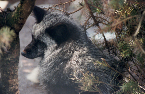 Sly the Fox, Folsom City Zoo Sanctuary - M. Mussell
