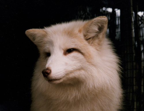 Vixen the fox, Folsom City Zoo Sanctuary - M. Mussell