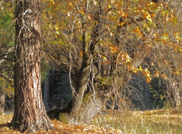 Wawona, CA. November, 2013