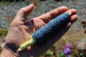 Blue Jade corn